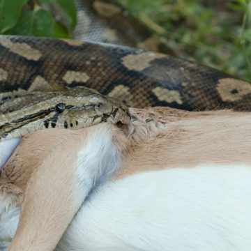 Exploring the Everglades Are Anacondas Really There