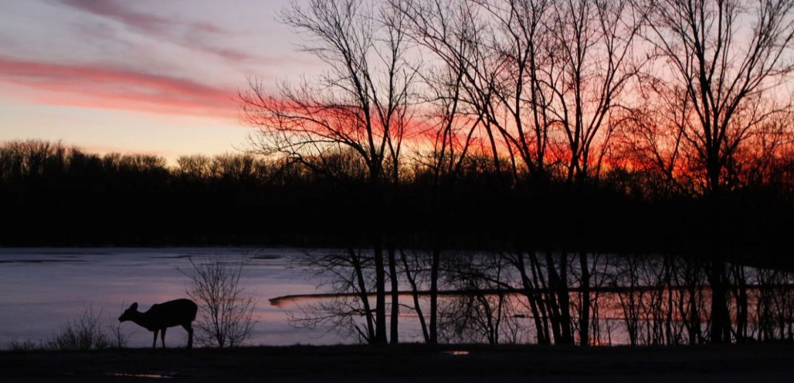 Hike Through Paradise Explore 7 Stunning Lagoons in Illinois