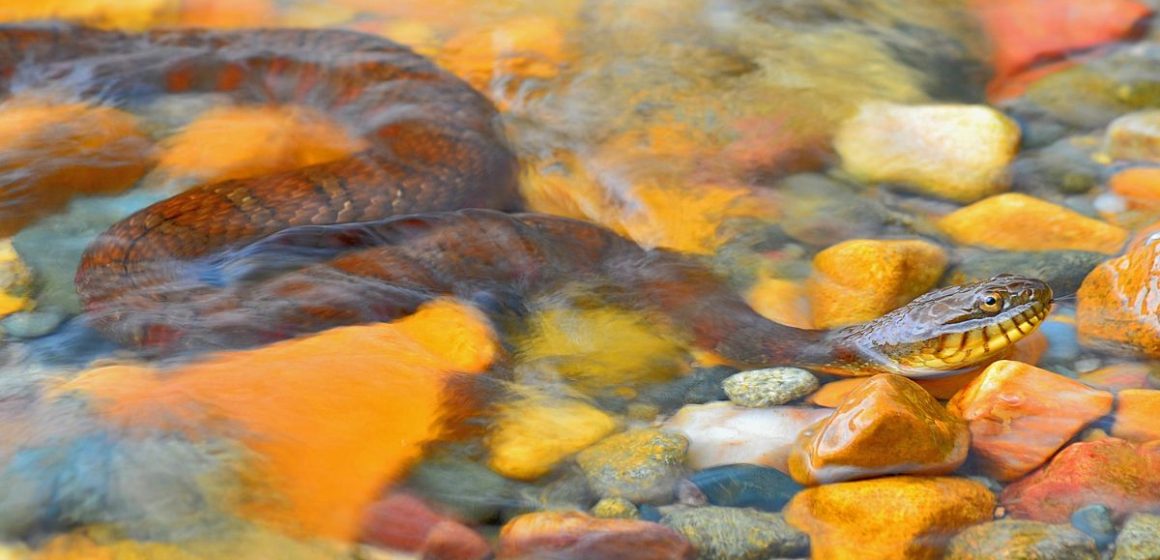 Minnesota’s Slithering Hotspots The Most Snake-Infested Lakes Revealed