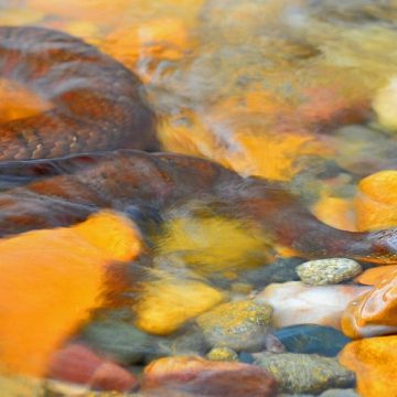 Minnesota’s Slithering Hotspots The Most Snake-Infested Lakes Revealed