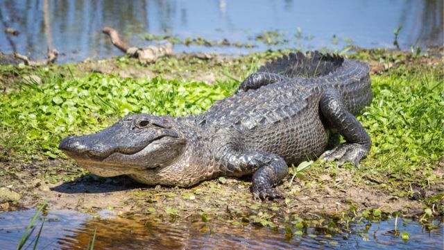 Mississippi's Most Dangerous The Top Deadliest Animals in the Magnolia State 