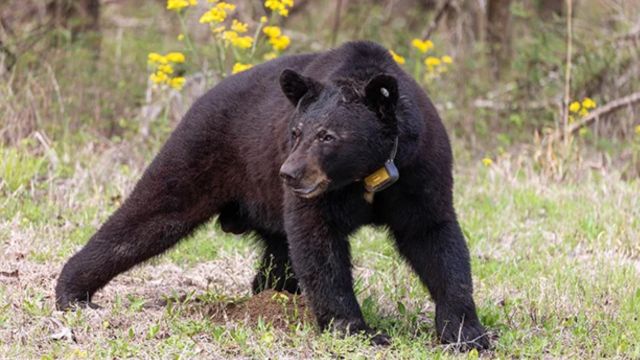 Mississippi's Most Dangerous: The Top Deadliest Animals in the Magnolia State