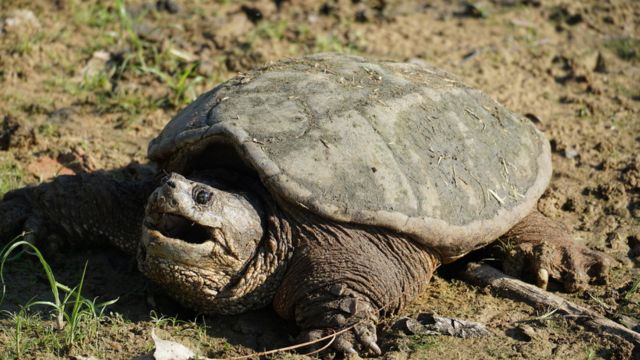 Ohio's Most Dangerous Wildlife The Deadliest Animals in the Buckeye State 