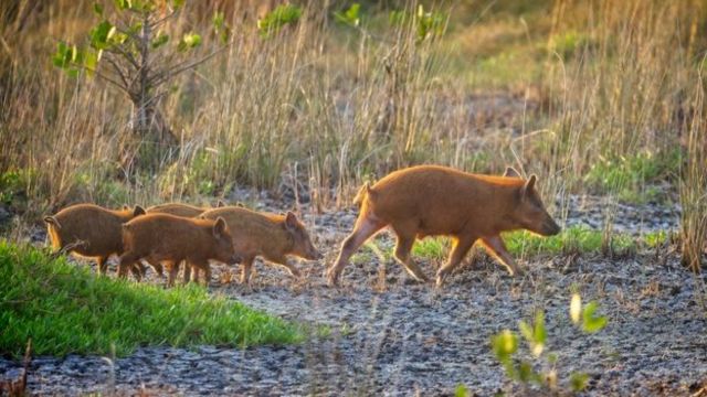 Ohio's Most Dangerous Wildlife The Deadliest Animals in the Buckeye State 