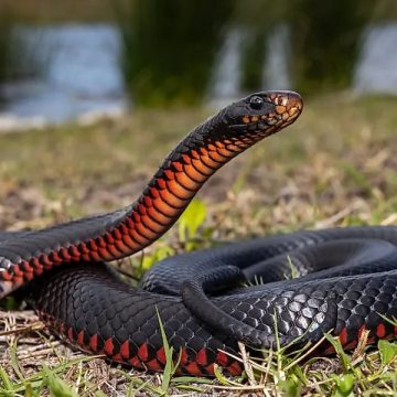 Ohio's Most Dangerous Wildlife The Deadliest Animals in the Buckeye State