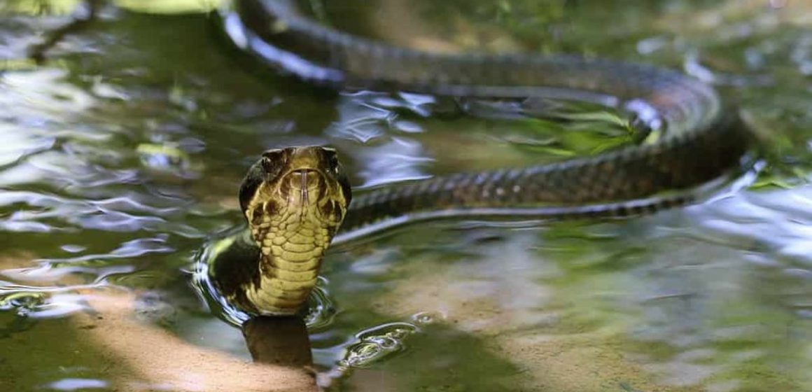 Snake Hotspots The Most Infested Lakes in Connecticut