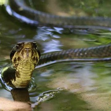 Snake Hotspots The Most Infested Lakes in Connecticut