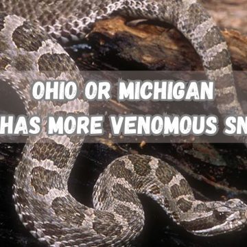 State Comparison: Venomous Snake Populations in Ohio and Michigan