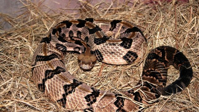 State Comparison: Venomous Snake Populations in Ohio and Michigan