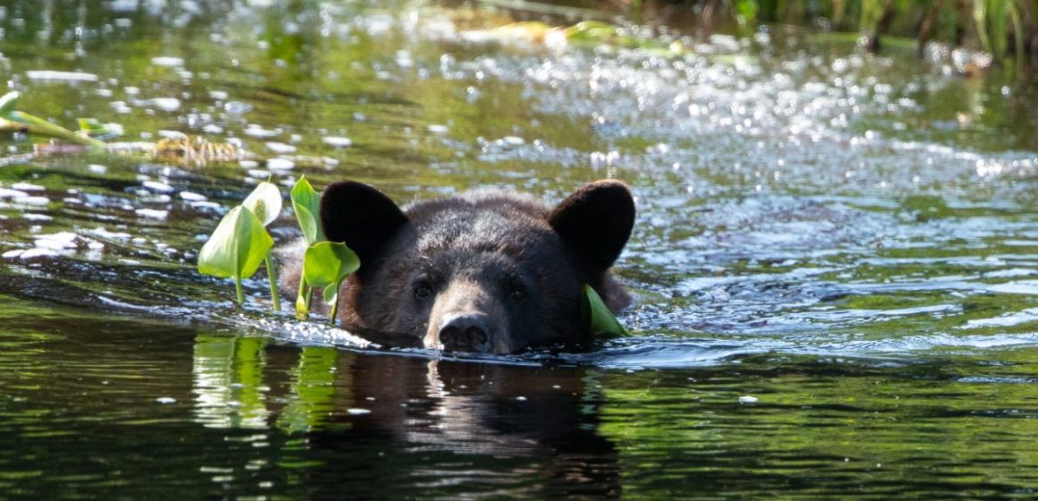 Surviving California: A Look at the State's Most Deadly Animals