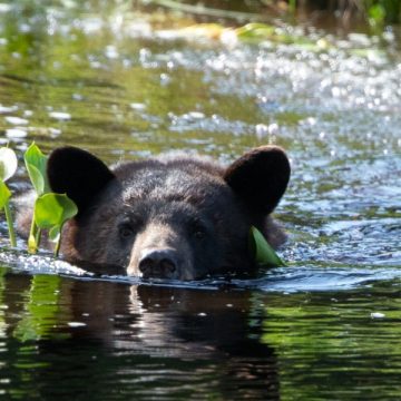 Surviving California: A Look at the State's Most Deadly Animals