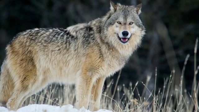 Surviving the Wild: Michigan's Top Predators and Dangerous Animals