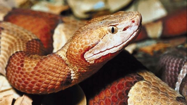 Texas or Florida Which State Has a Higher Venomous Snake Count 