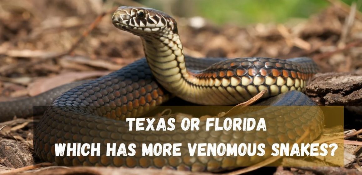 Texas or Florida Which State Has a Higher Venomous Snake Count