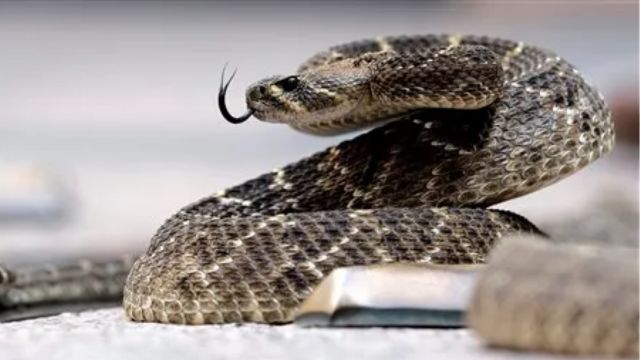 Texas or Florida Which State Has a Higher Venomous Snake Count 