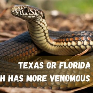 Texas or Florida Which State Has a Higher Venomous Snake Count