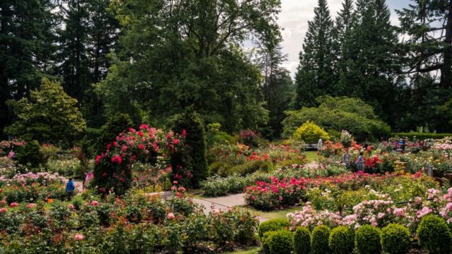 The Best Flower Fields Near Portland for Nature Lovers