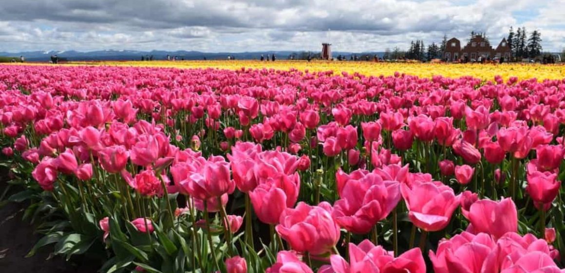 The Best Flower Fields Near Portland for Nature Lovers