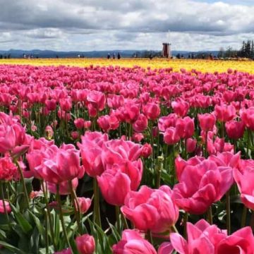 The Best Flower Fields Near Portland for Nature Lovers