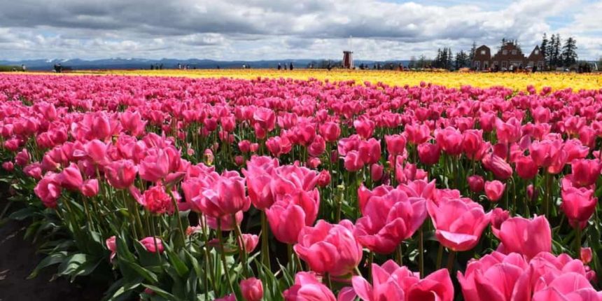 The Best Flower Fields Near Portland for Nature Lovers