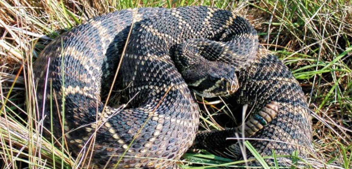 The Most Dangerous Wildlife in South Carolina A Closer Look