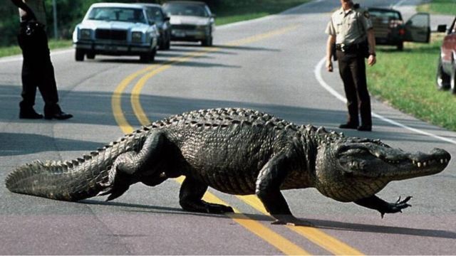 The Most Dangerous Wildlife in South Carolina A Closer Look 