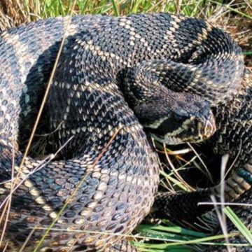 The Most Dangerous Wildlife in South Carolina A Closer Look