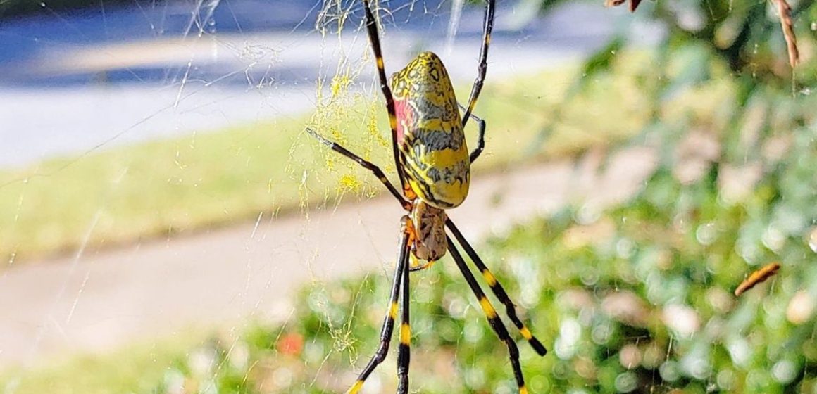 Top Deadliest Animals You Might Encounter in South Dakota