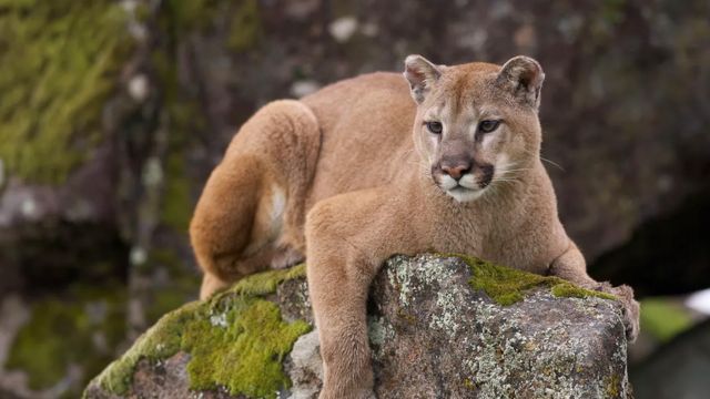 Top Deadliest Animals You Might Encounter in South Dakota