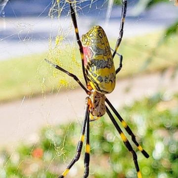 Top Deadliest Animals You Might Encounter in South Dakota