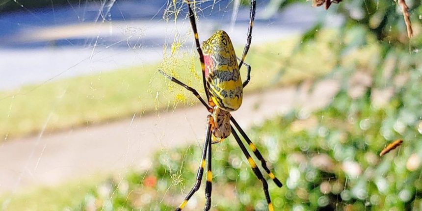 Top Deadliest Animals You Might Encounter in South Dakota