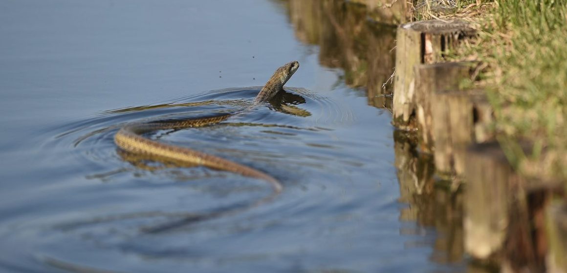 Warning The Most Snake-Infested Lake in Florida Revealed