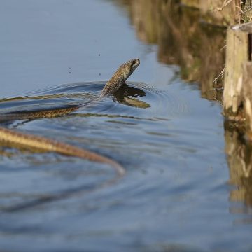 Warning The Most Snake-Infested Lake in Florida Revealed