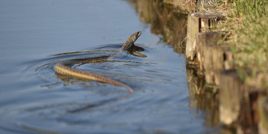 Warning The Most Snake-Infested Lake in Florida Revealed