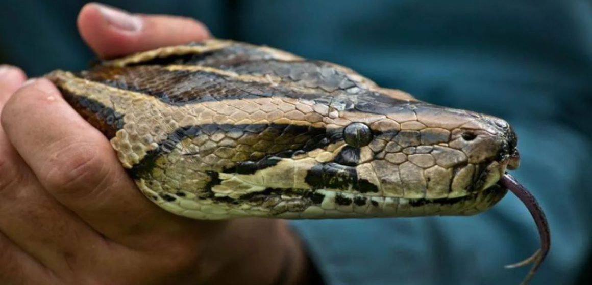 What’s Lurking in Florida The State’s Top Deadly Animals