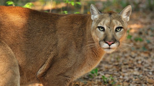 What’s Lurking in Florida? The State’s Top Deadly Animals