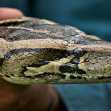 What’s Lurking in Florida The State’s Top Deadly Animals