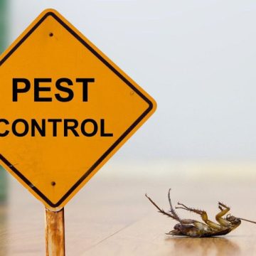 Autumn Pest Prevention for Tenants: Simple Steps to Keep Bugs Away