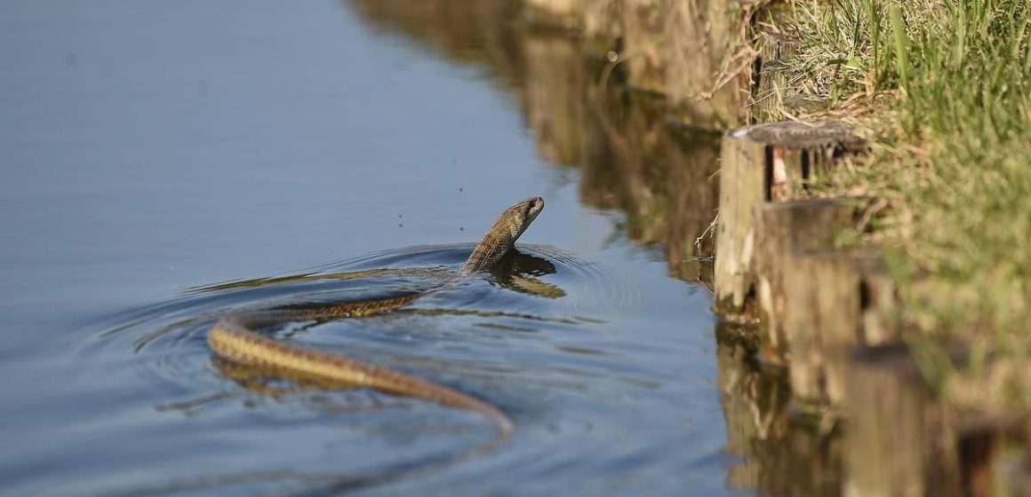 Beware of Snakes The Most Infested Lakes in South Carolina