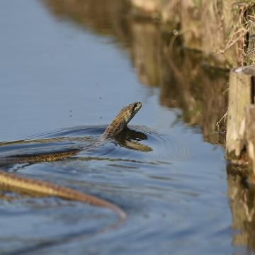 Beware of Snakes The Most Infested Lakes in South Carolina