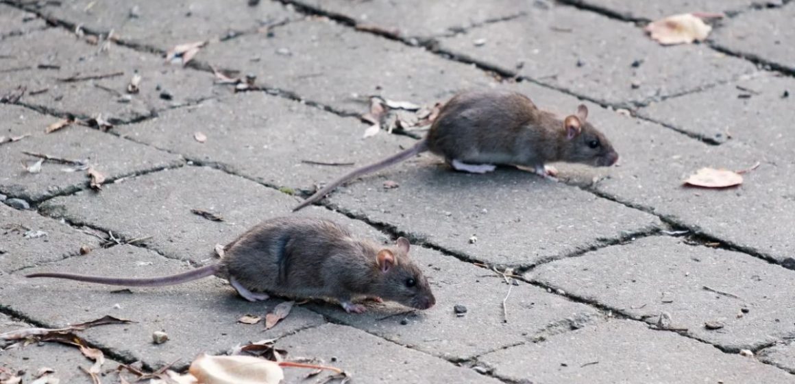 California Cities Rank Among Top U.S. Rodent Hotspots, According to Pest Control Experts