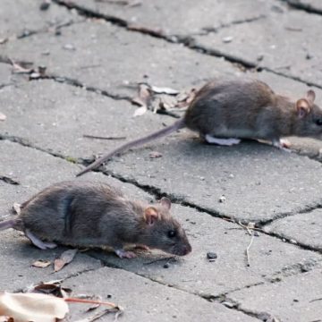 California Cities Rank Among Top U.S. Rodent Hotspots, According to Pest Control Experts