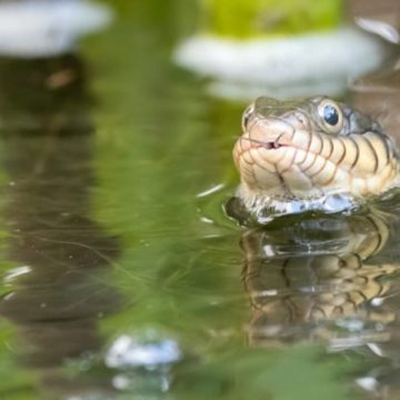 Dangerous Waters Idaho’s Most Snake-Infested Lakes Revealed