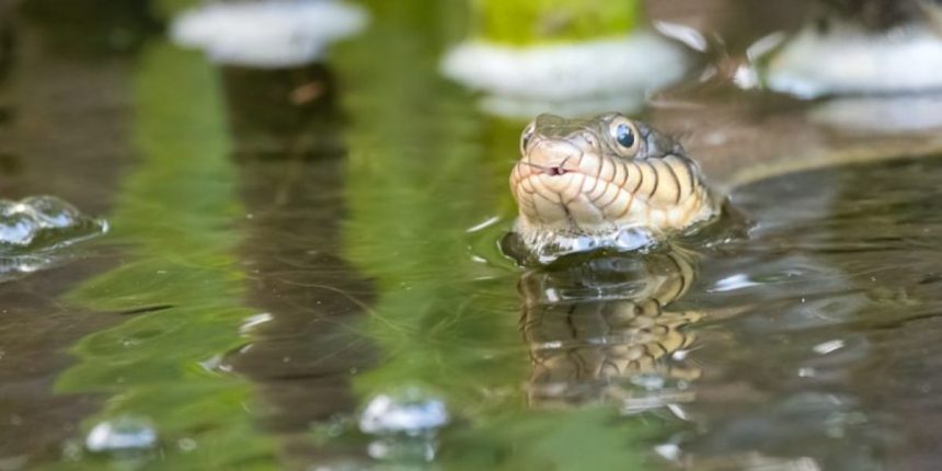 Dangerous Waters Idaho’s Most Snake-Infested Lakes Revealed