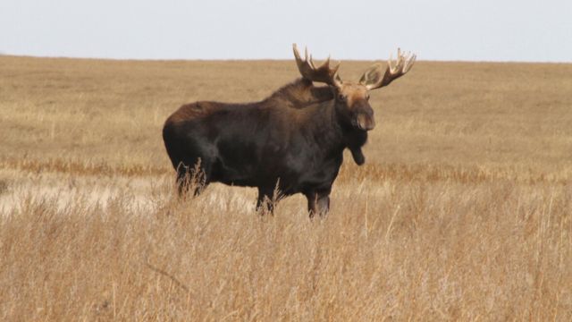 Deadly Wildlife in North Dakota: Animals You Don’t Want to Meet