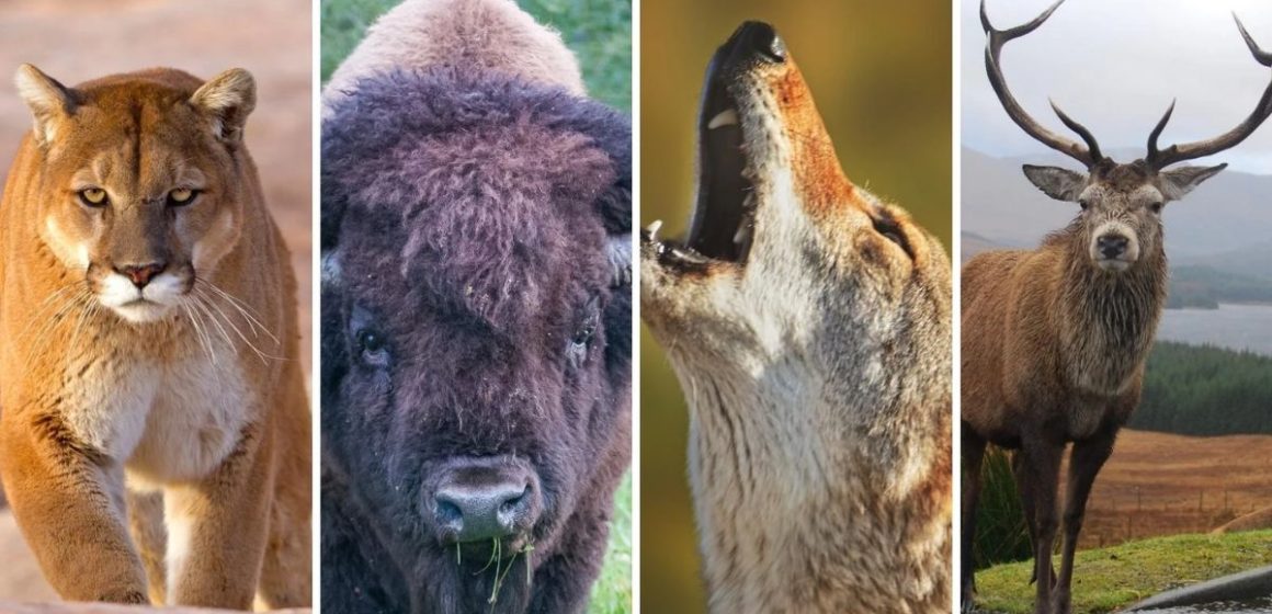 Deadly Wildlife in North Dakota Animals You Don’t Want to Meet