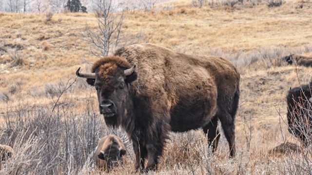 Deadly Wildlife in North Dakota: Animals You Don’t Want to Meet