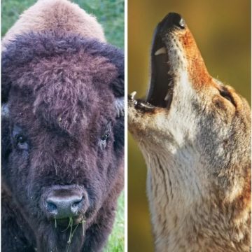 Deadly Wildlife in North Dakota Animals You Don’t Want to Meet