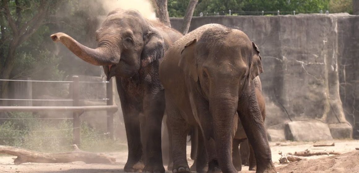 Double Joy Ohio Zoo Elephants Expecting Calves from Same Father