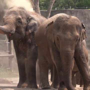 Double Joy Ohio Zoo Elephants Expecting Calves from Same Father